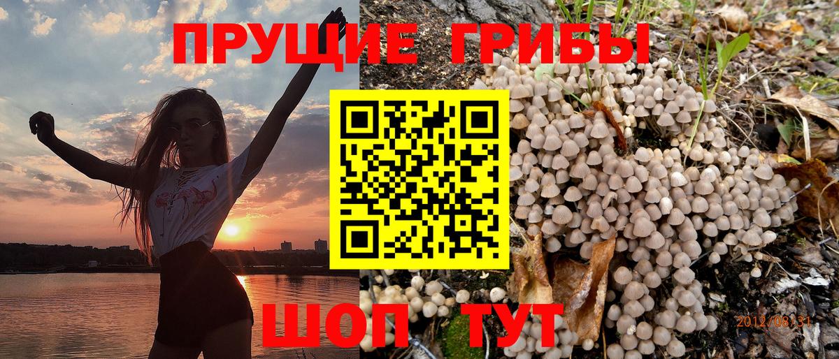Псилоцибиновые грибы Psilocybine cubensis Карталы